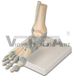 Foot and Ankle Skeleton Model with Ligaments